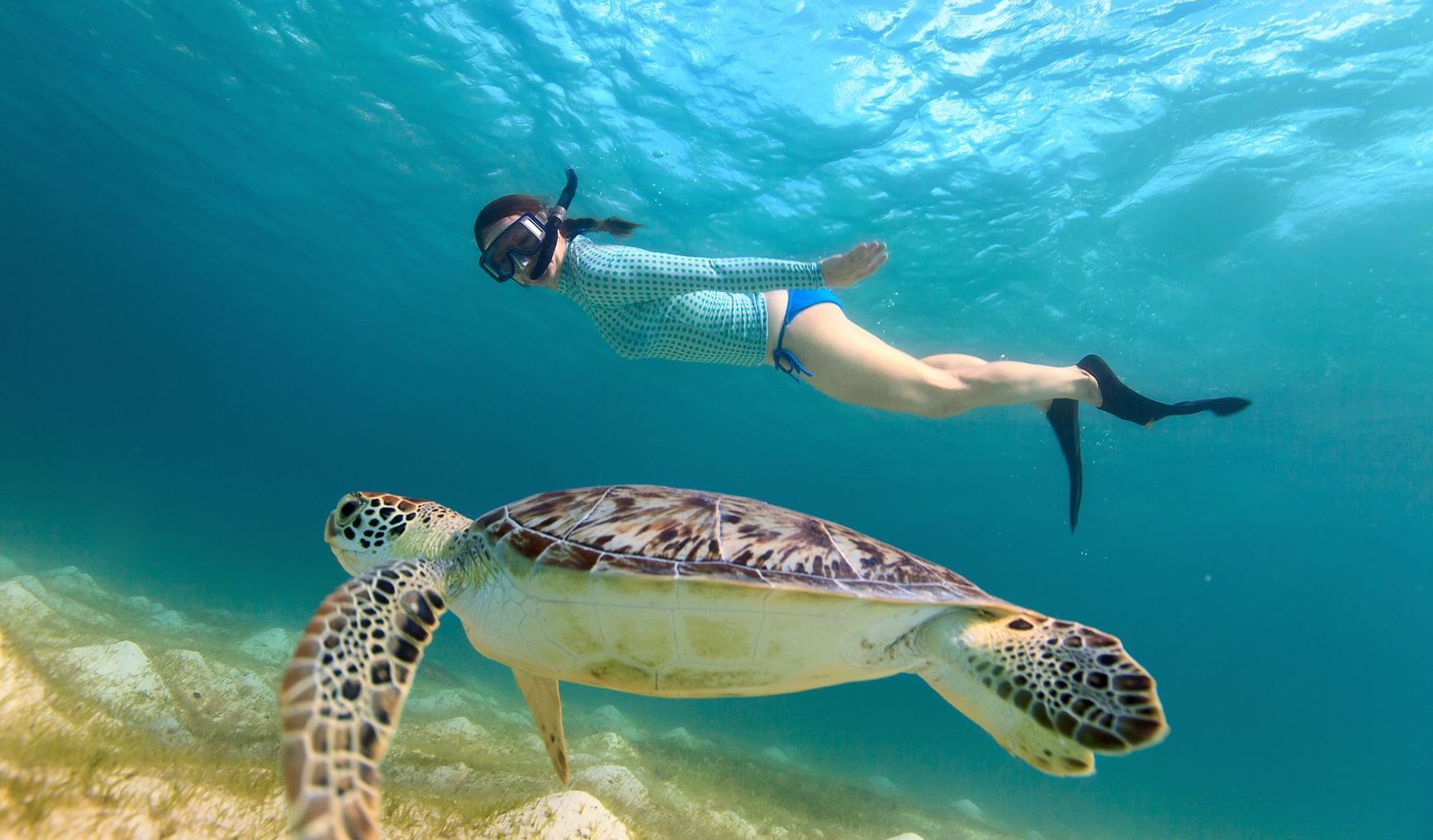 A woman is swimming next to a sea turtle in the ocean.