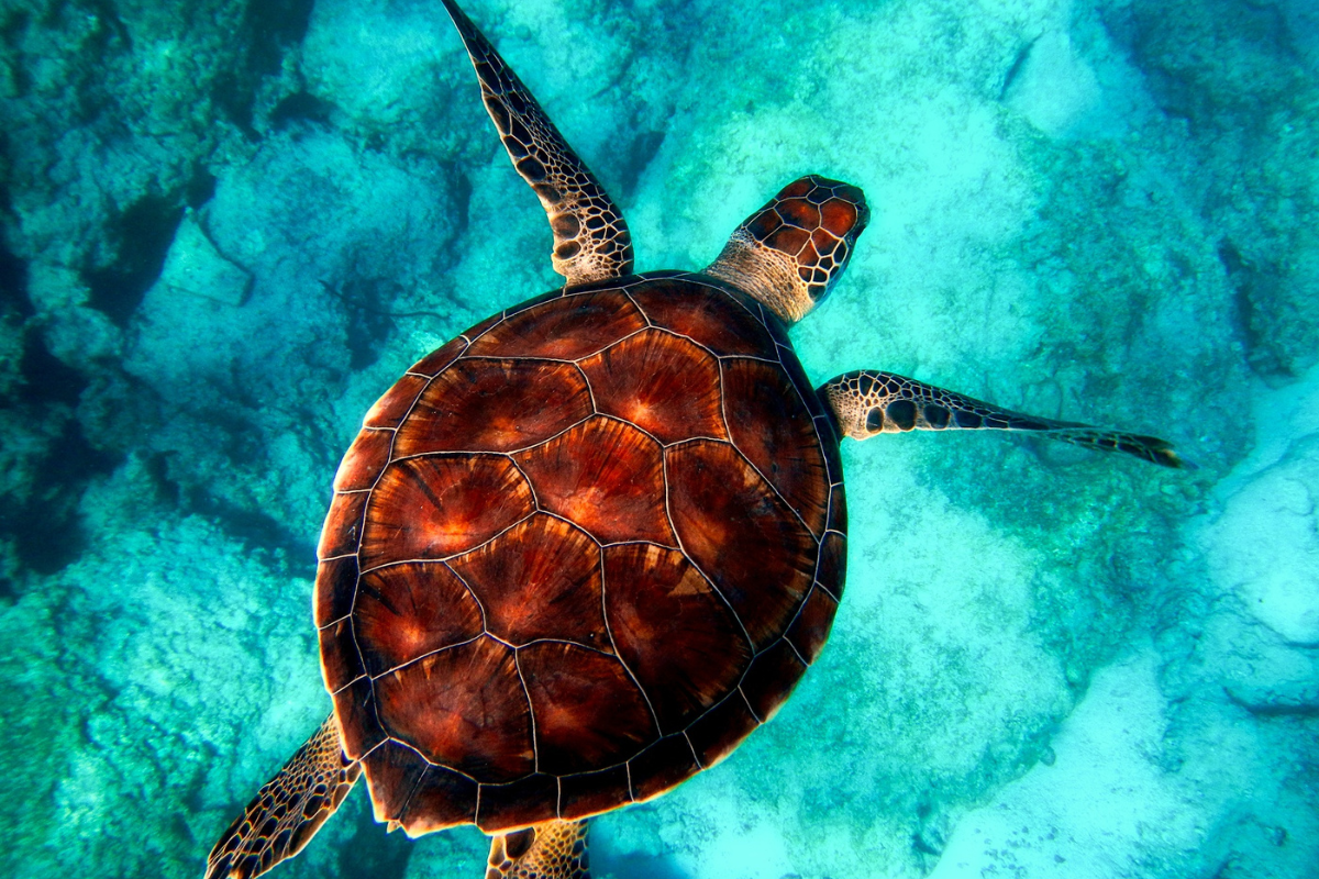 A sea turtle is swimming in the US Virgin Islands