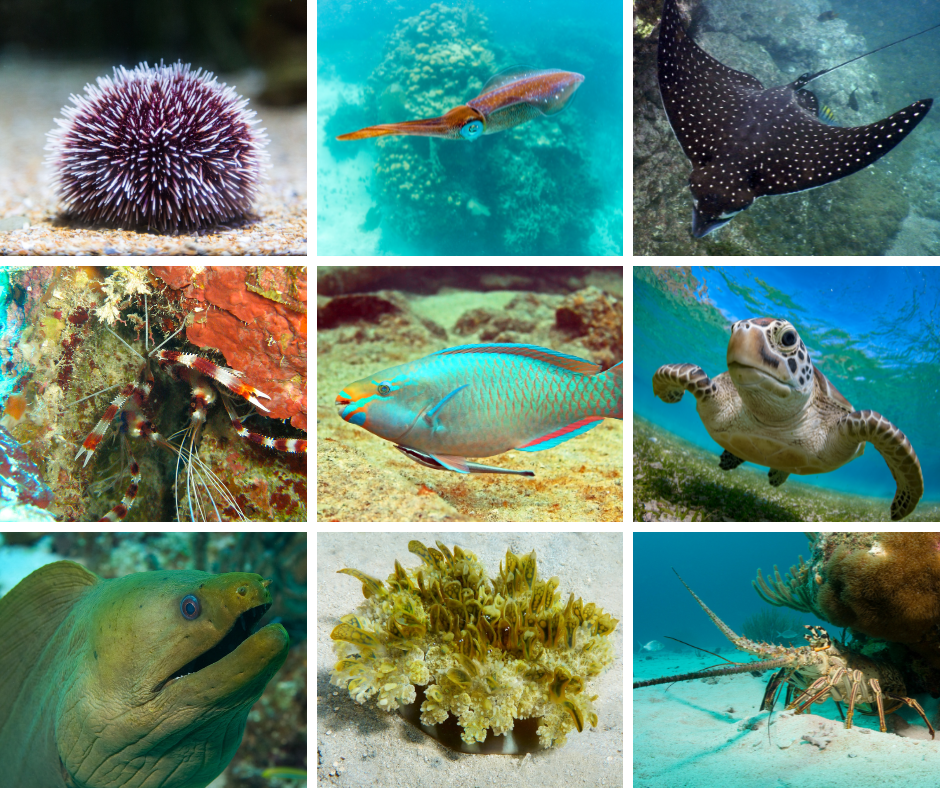 what to see snorkeling in the USVI