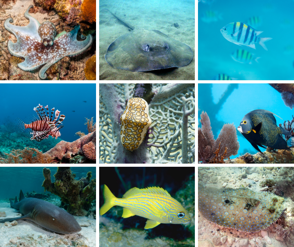 snorkeling marine life fish in the US Virgin Islands VI Ecotours