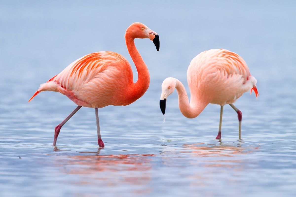 Two flamingos are standing in the water looking for food.