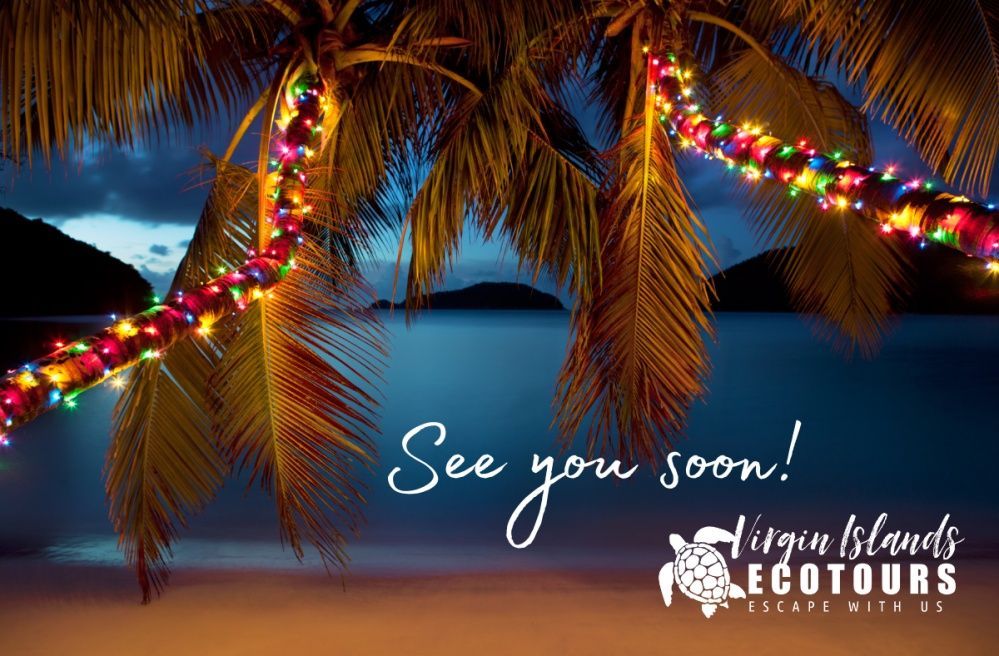 A palm tree with christmas lights on it and the words see you soon