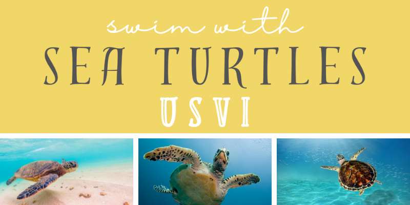 how to snorkel with sea turtles on St Thomas St John St Croix