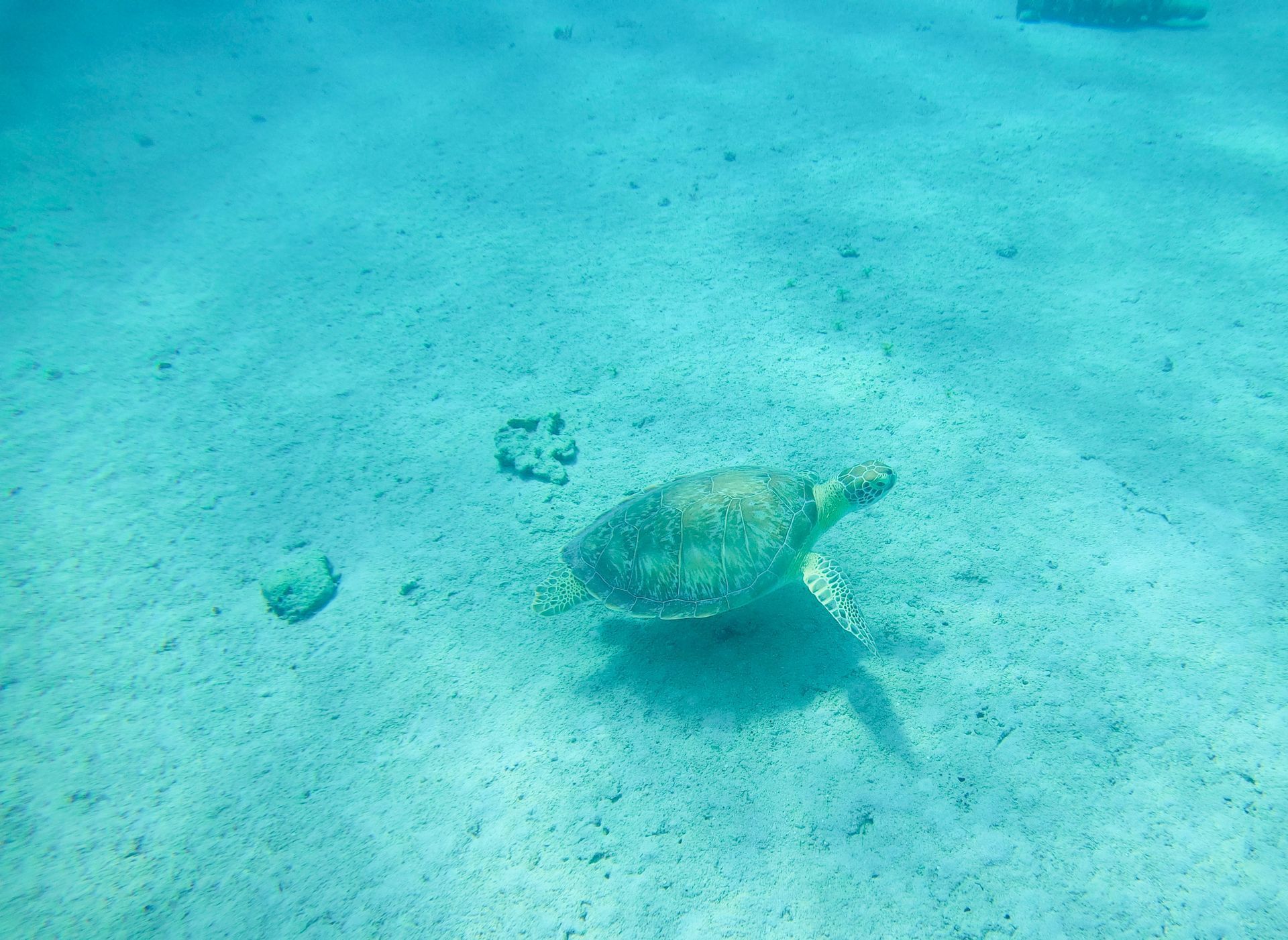 A sea turtle swims in the ocean.