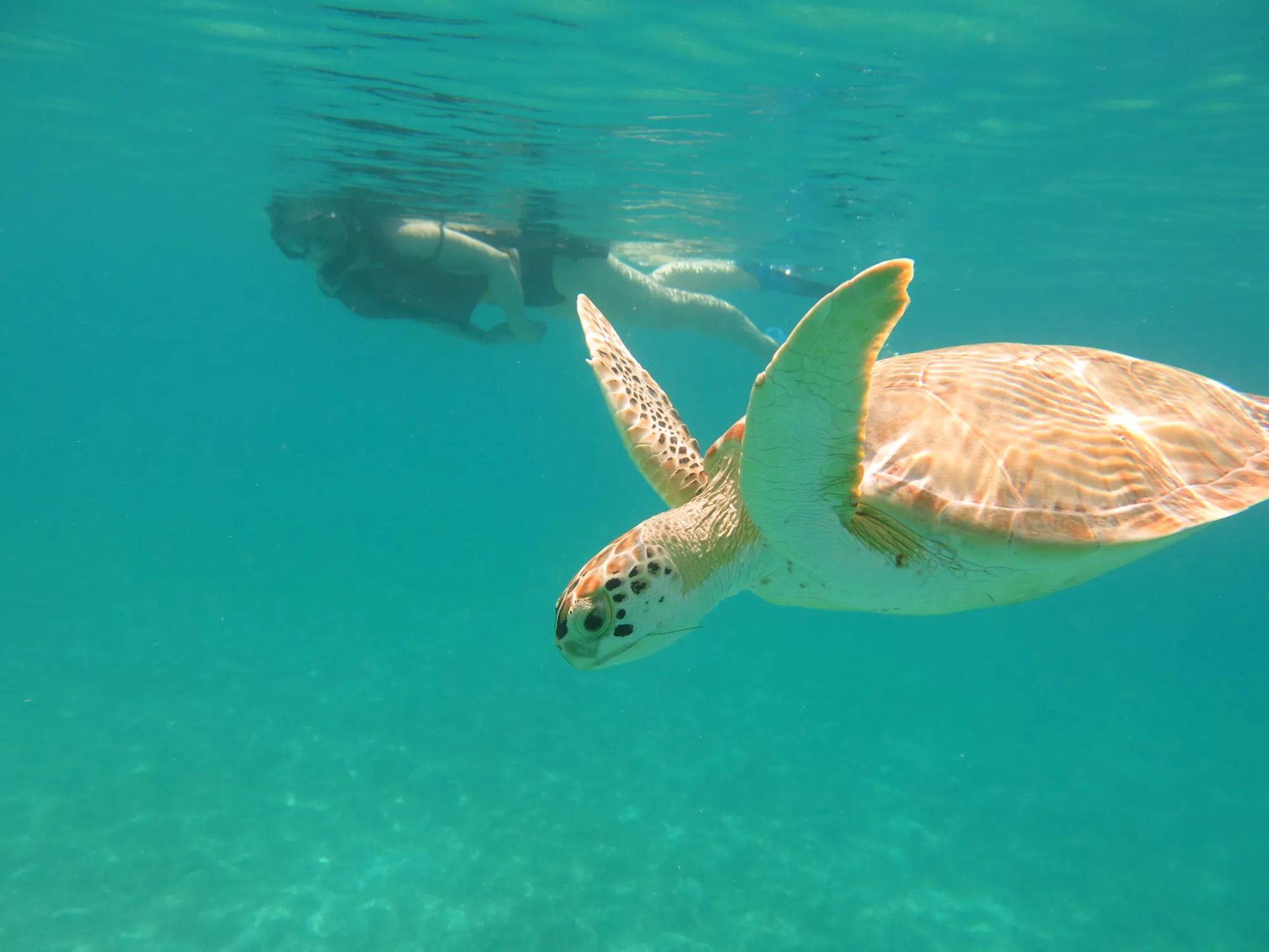 A person is swimming with a sea turtle in the ocean.