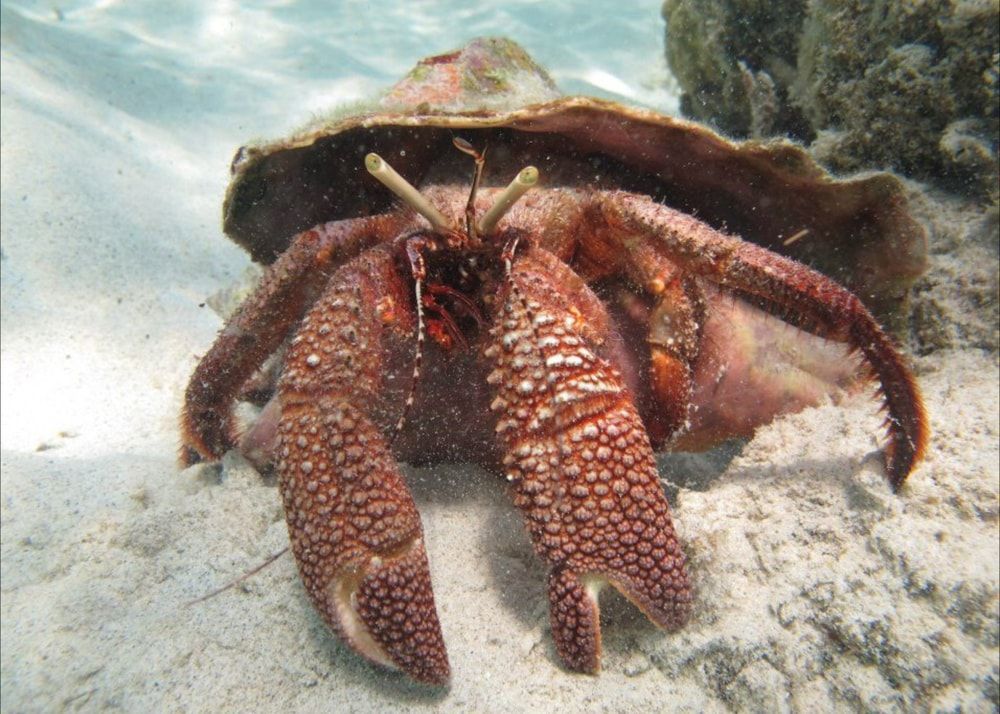 Hermit crab with reddish, textured claws and body, inside a large brown shell, on sandy ocean floor.