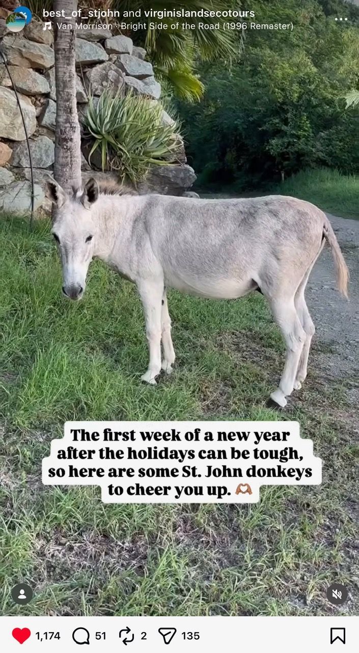 wild donkeys of the US Virgin Islands