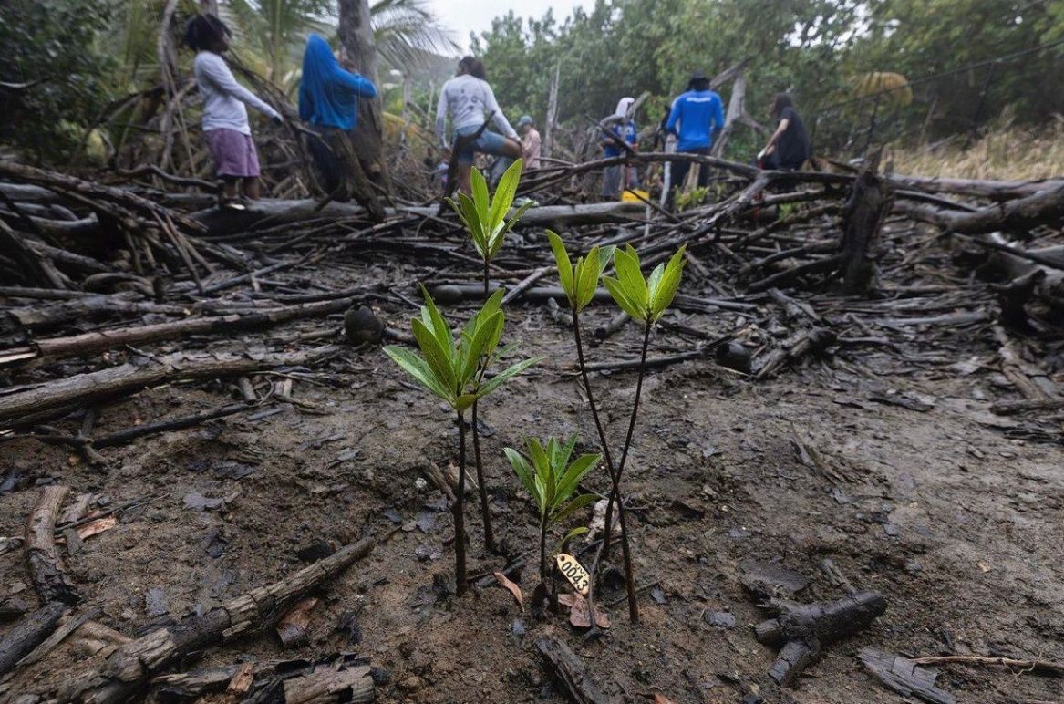 A group of people are standing around a small plant growing out of the ground.