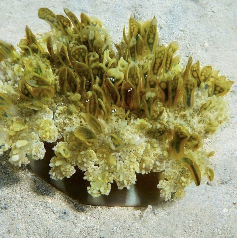 A jellyfish is surrounded by seaweed and flowers