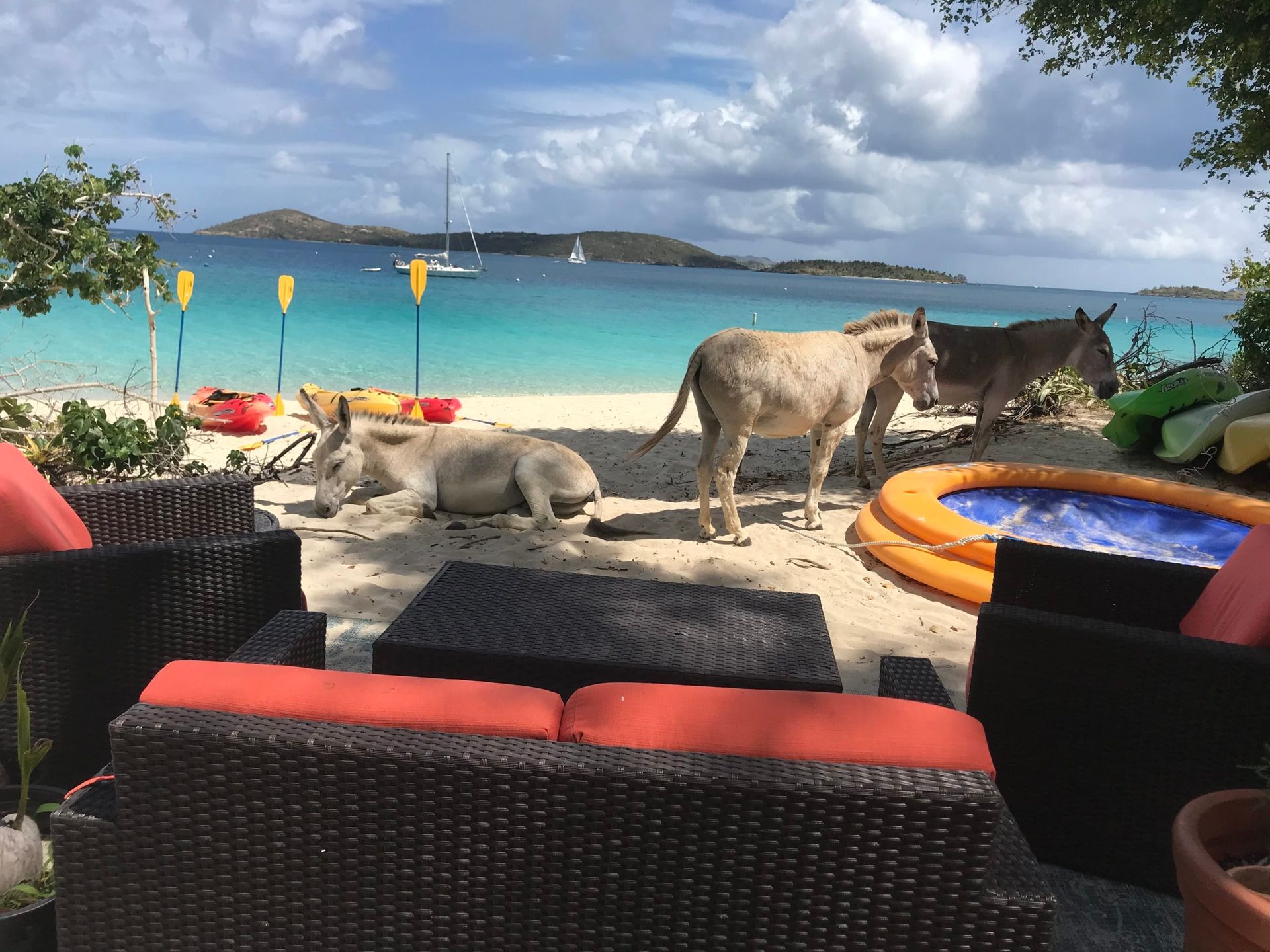 Two donkeys standing on a beach next to a couch and chairs