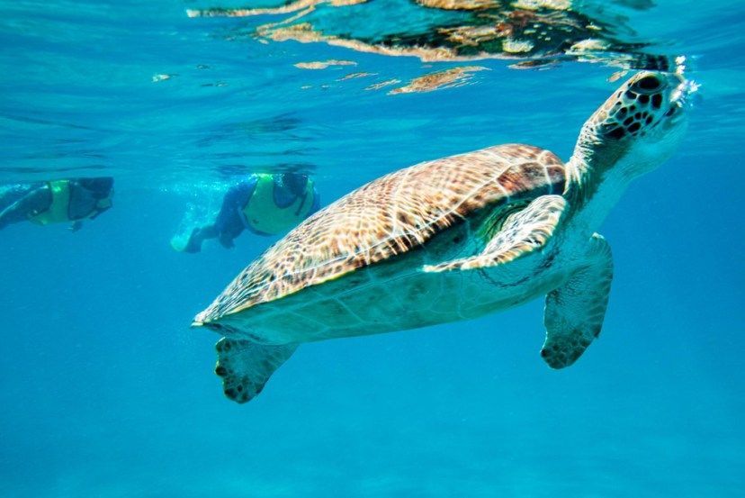 A sea turtle is swimming in the ocean with people swimming in the background.