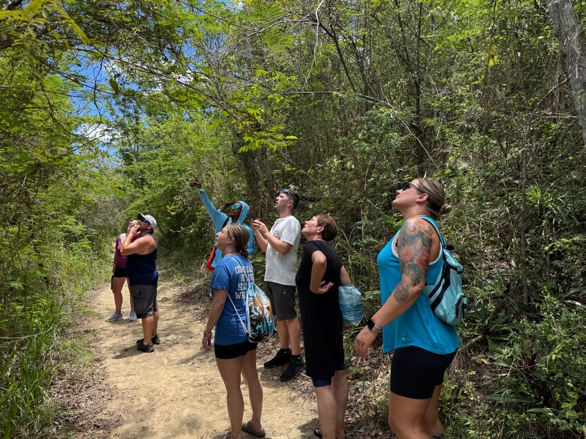 A group of people are standing on a dirt path in the woods looking up at trees.