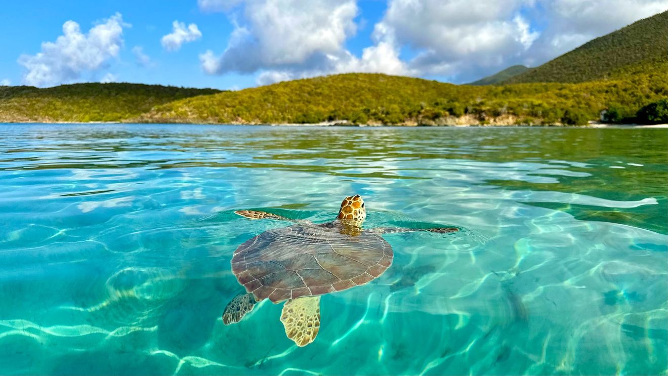 Sea turtle swims in clear turquoise water near a green hillside.