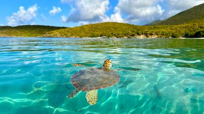Sea turtle swims in clear turquoise water near a green hillside.