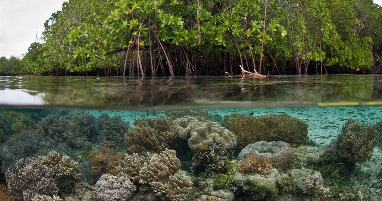 There is a mangrove forest in the background and a coral reef in the foreground.