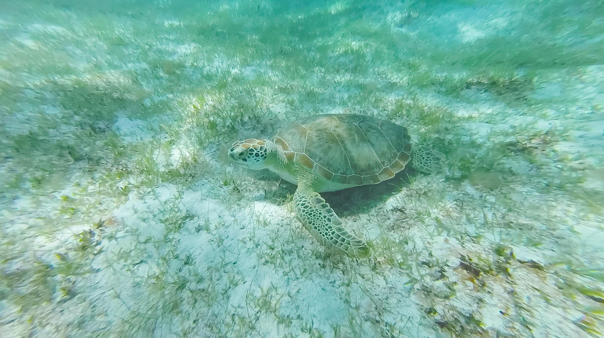 A sea turtle is swimming in the ocean.