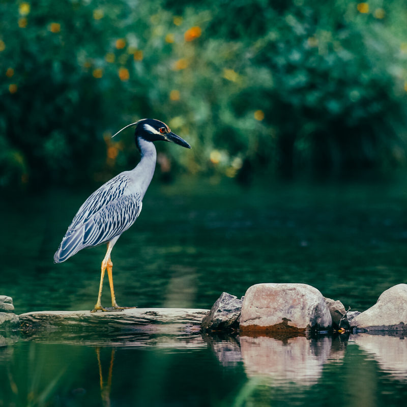 A bird is standing on a log in the water.