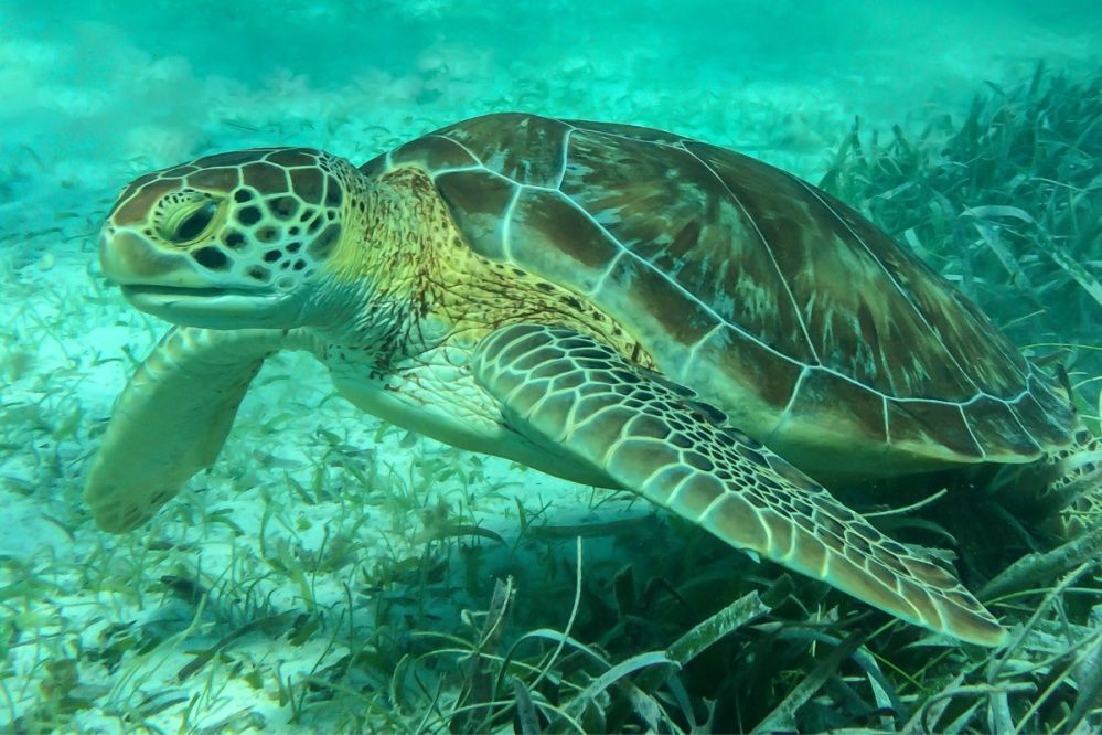 A sea turtle is swimming in the ocean near a coral reef.