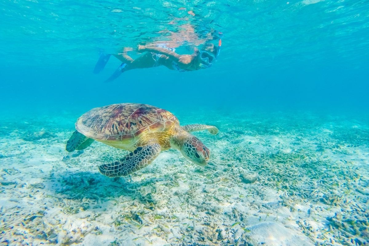 A person is swimming with a sea turtle in the ocean.