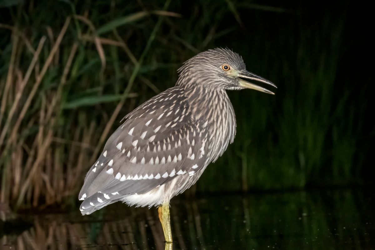 A bird is standing on a stick in the water at night.