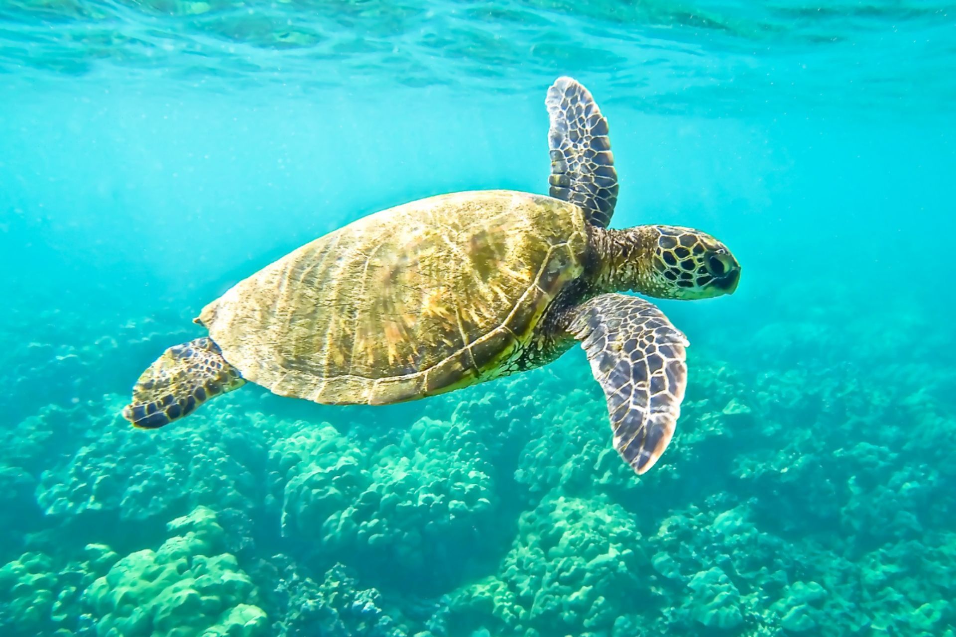 A sea turtle is swimming in the ocean near a coral reef.