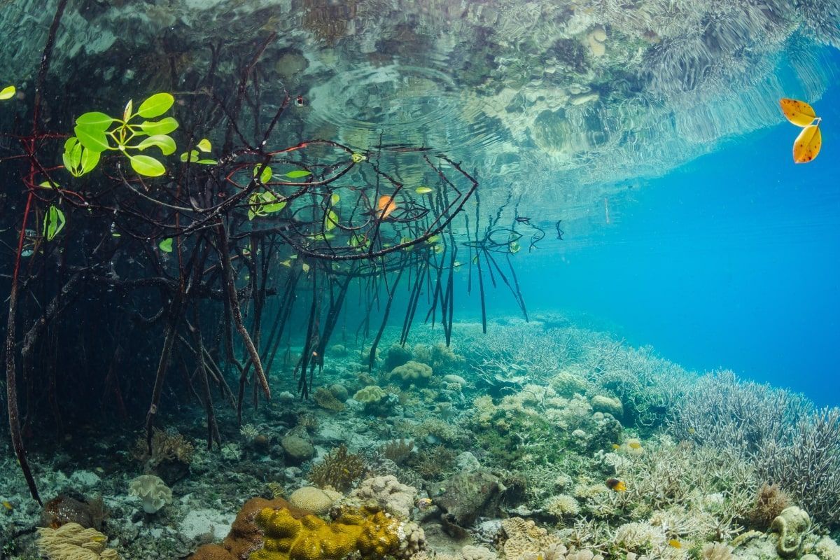 A fish is swimming in the water near a coral reef.