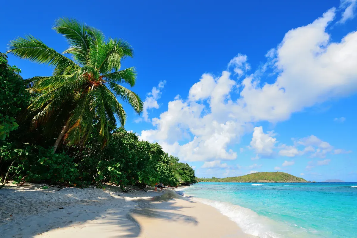 A tropical beach with palm trees and a blue sky