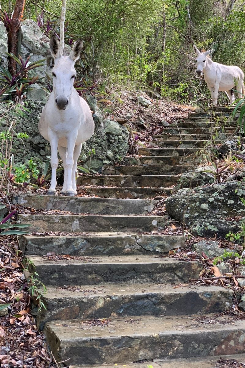 Two white donkeys are standing on a set of stairs.