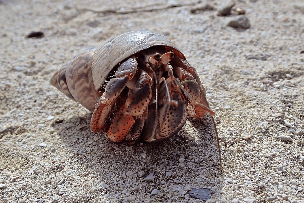 A hermit crab is crawling on a rock in the sand.