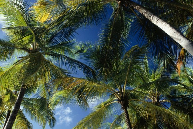 Looking up at palm trees against a blue sky