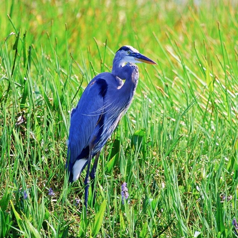 A blue bird with a long beak is standing in the grass