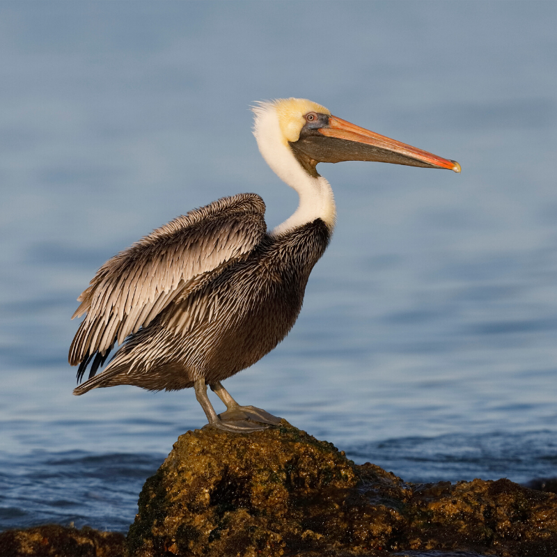 A pelican standing on a rock near the water