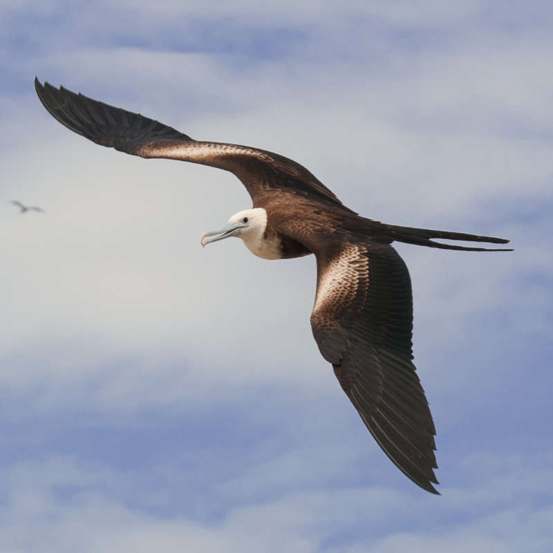 A brown and white bird is flying in the sky