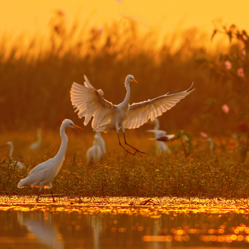 A flock of birds are standing near a body of water at sunset