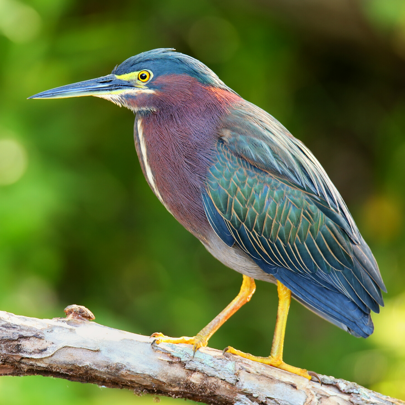 A bird with a long beak is perched on a branch