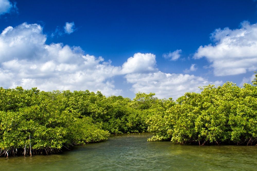 A mangrove forest surrounds a body of water on a sunny day.