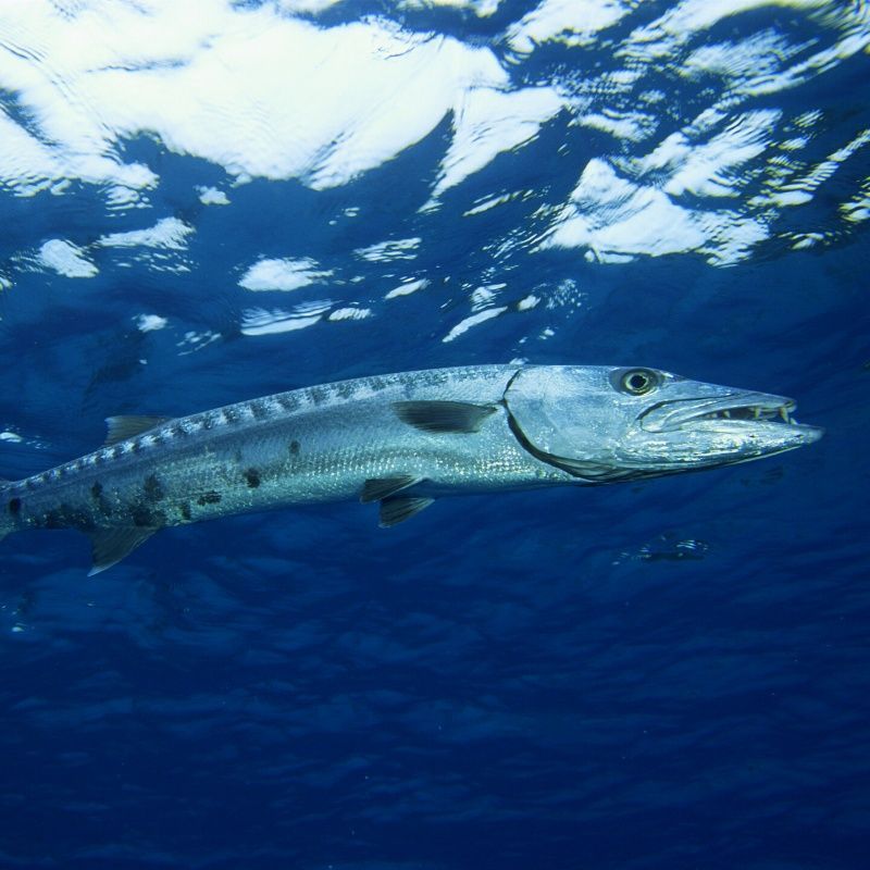 A large fish is swimming in the ocean.