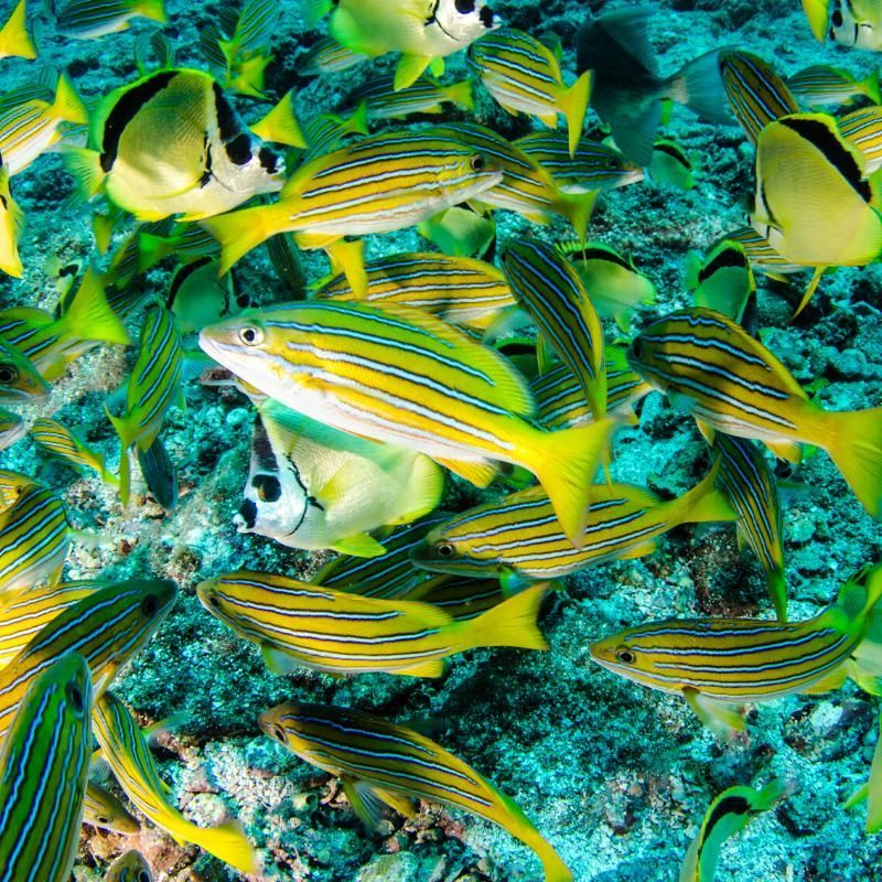 A large group of fish are swimming in the ocean.