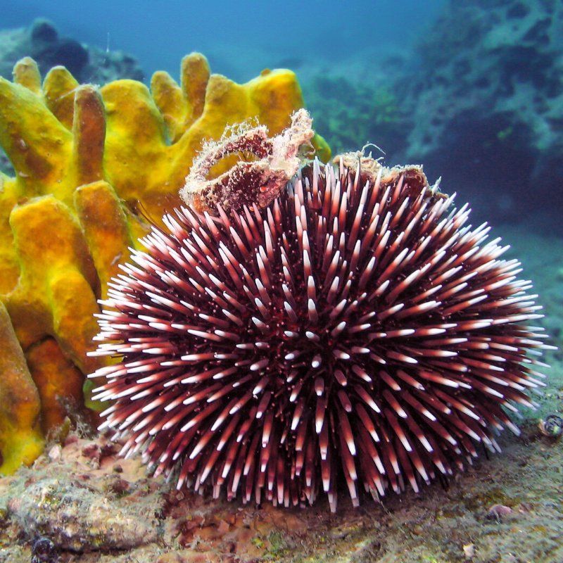 A sea urchin is sitting next to a yellow coral