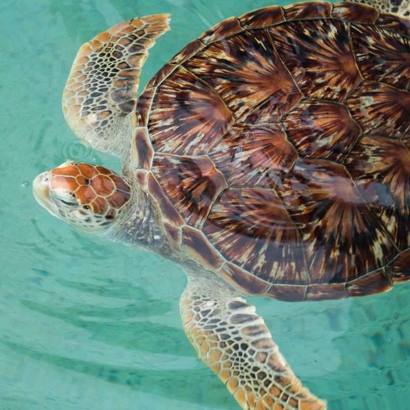 A sea turtle is swimming in the water and looking at the camera