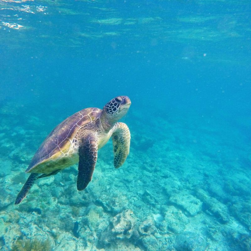 A sea turtle is swimming in the ocean.