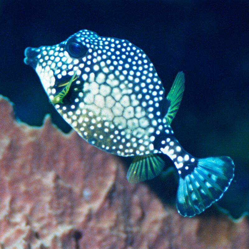 A fish with white dots on it is swimming in the ocean