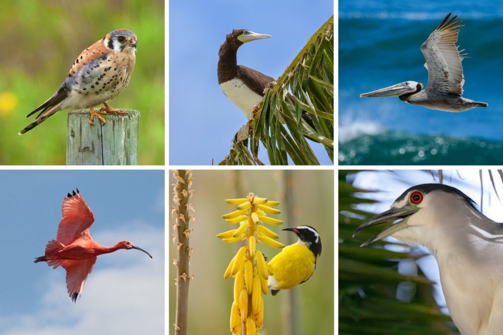 A collage of six pictures of different birds