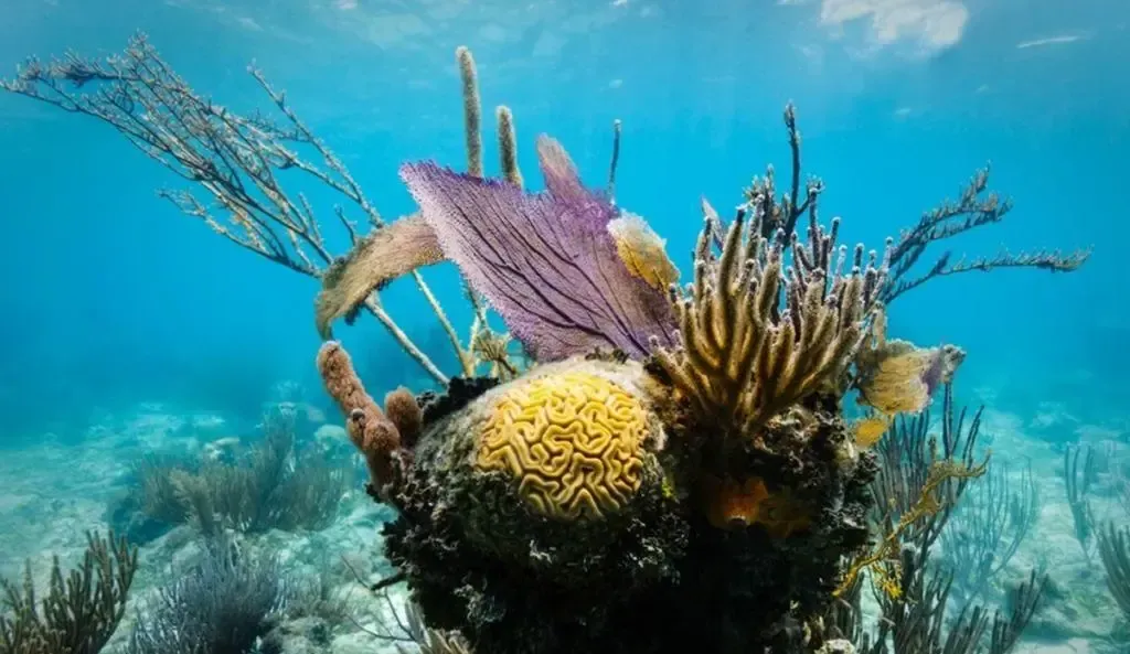 There are many different types of corals in the water.