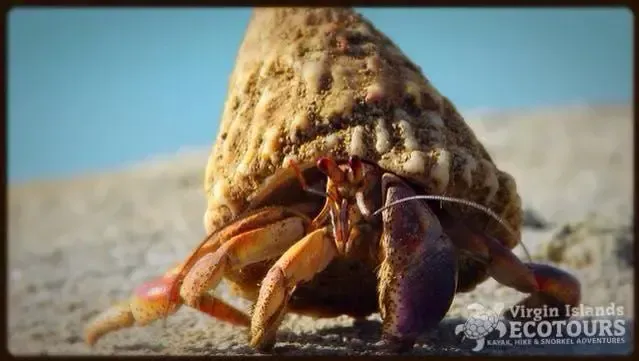 A hermit crab is crawling on a sandy beach near virgin islands ecotours