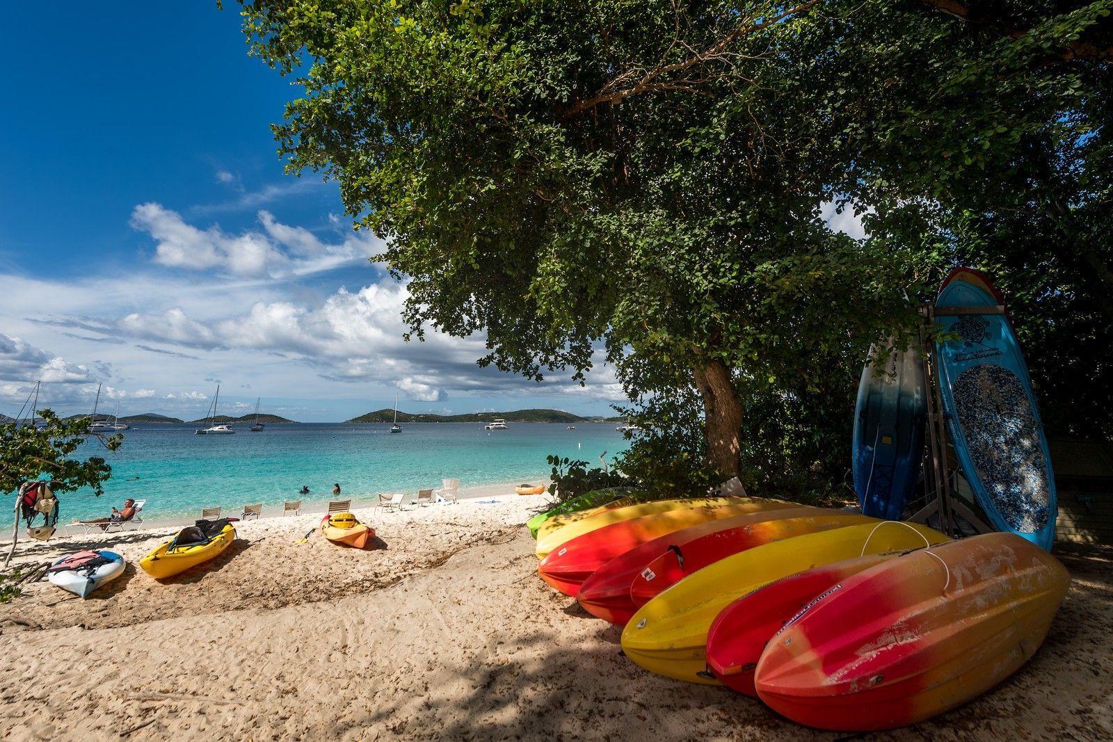 A row of kayaks are sitting on a sandy beach under a tree.