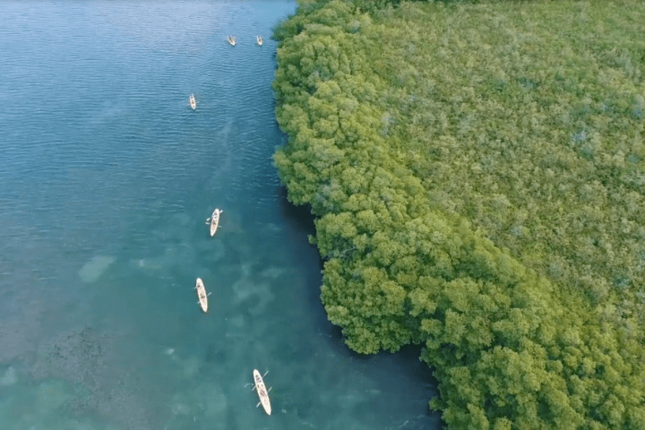 An aerial view of kayaks in the water near a mangrove forest.