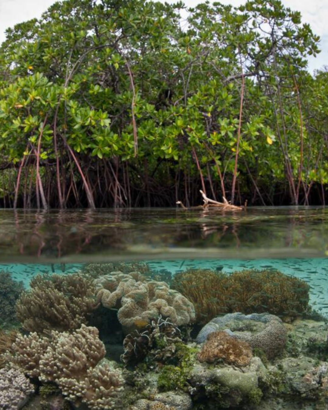 A coral reef with a mangrove forest in the background