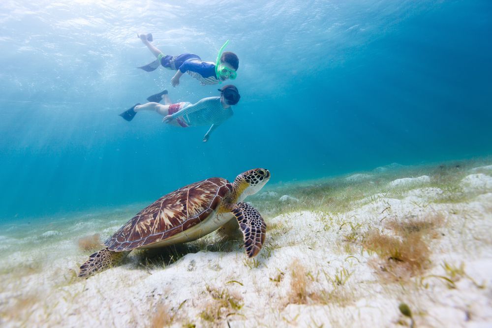 Two snorkelers swim above a sea turtle in clear, blue water.
