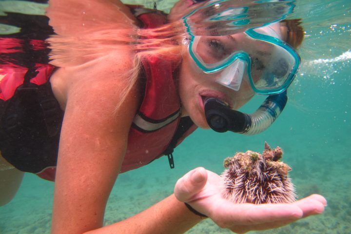 A woman is underwater holding a sea urchin in her hand.